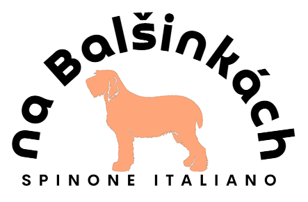 Spinone Italiano – na Balšinkách